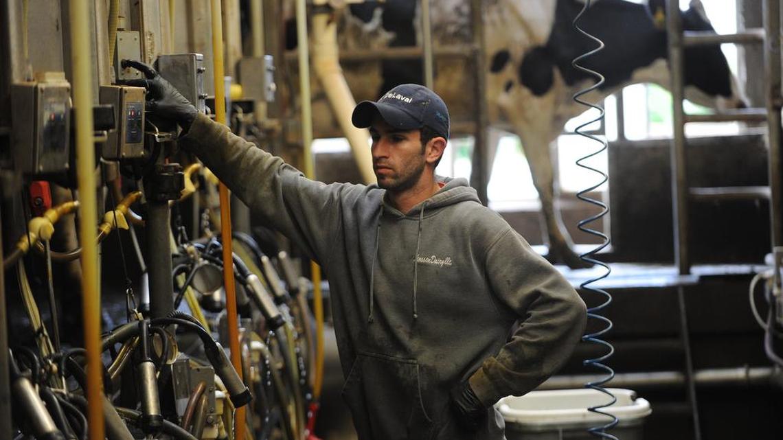 
Louis Munoz milks cows at the Lenssen dairy farm June 27, 2013, north of Lynden. More dairies would be required to get a water quality permit under a new state Department of Ecology proposal.
