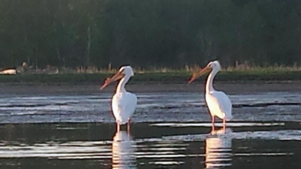 Brent Dawson, who lives on Sandy Point west of Ferndale, spotted these rare American white pelicans on Lummi Bay Wednesday night, April 20, 2016.