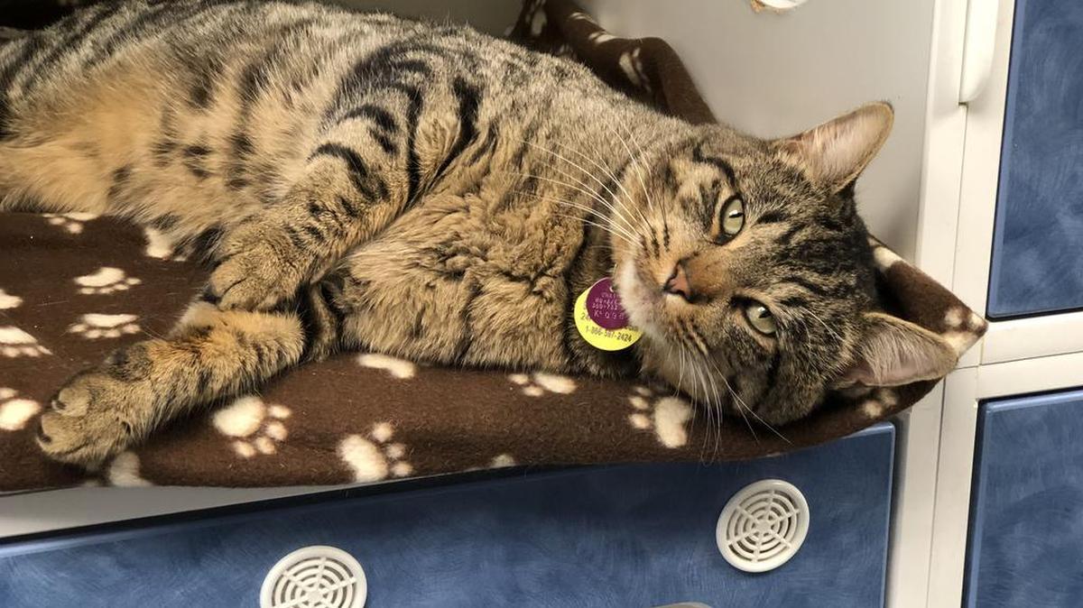 12 Strays of Christmas: The ‘Fonz’ is large and in charge