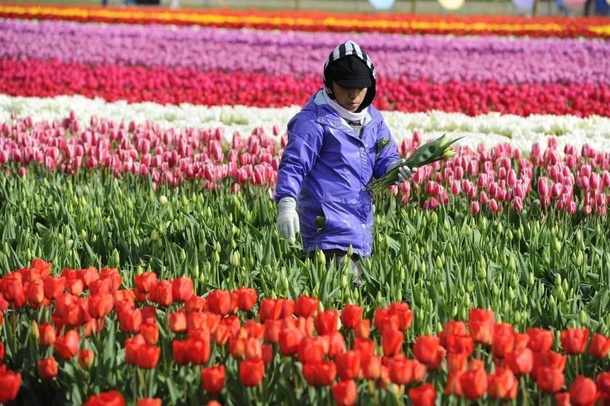 Tulip Town’s Angelina Flores picks tulips at the tulip farm west of Mount Vernon on March 24, 2015. The annual Skagit Valley Tulip festival runs through the end of April.