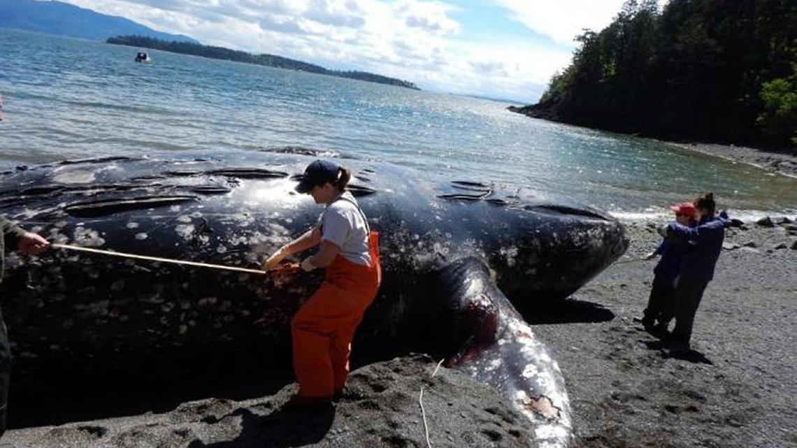 Researchers take measurements of a dead gray whale found floating in Bellingham Bay on May 10.