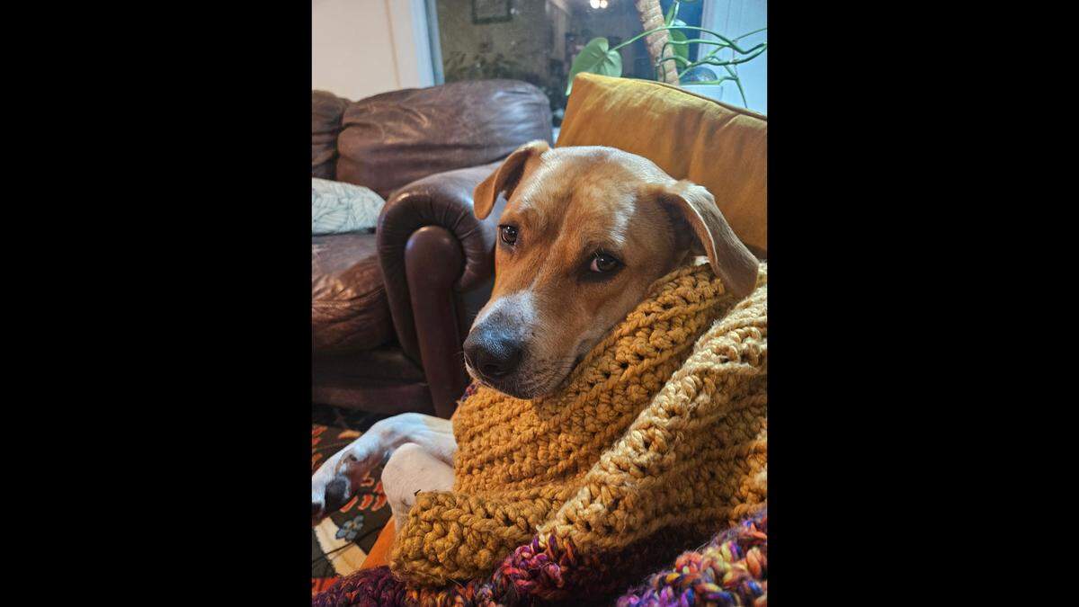 Sarge getting cozy.