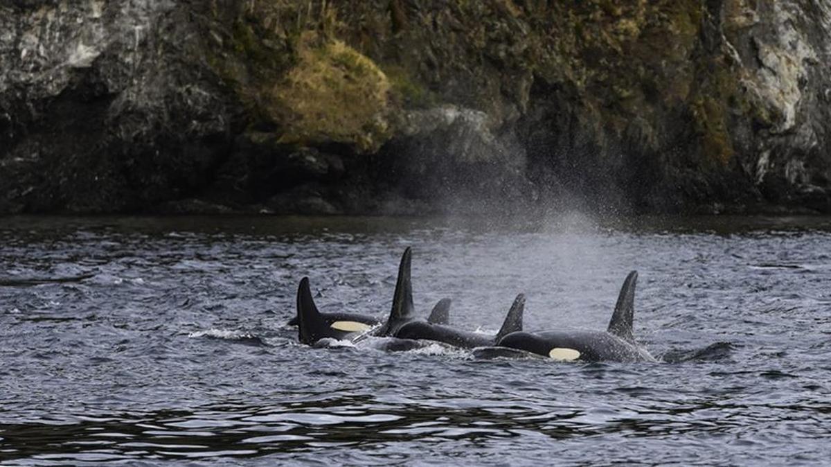 A group of J-pod orcas are near Friday Harbor in this undated photo by Heather MacIntyre of Maya's Legacy Whale Watching on San Juan Island. Two Northwest Indian tribes are suing the U.S. Coast Guard, saying the agency has failed to protect endangered orcas from the risk of oil spills associated with tanker traffic in the region.