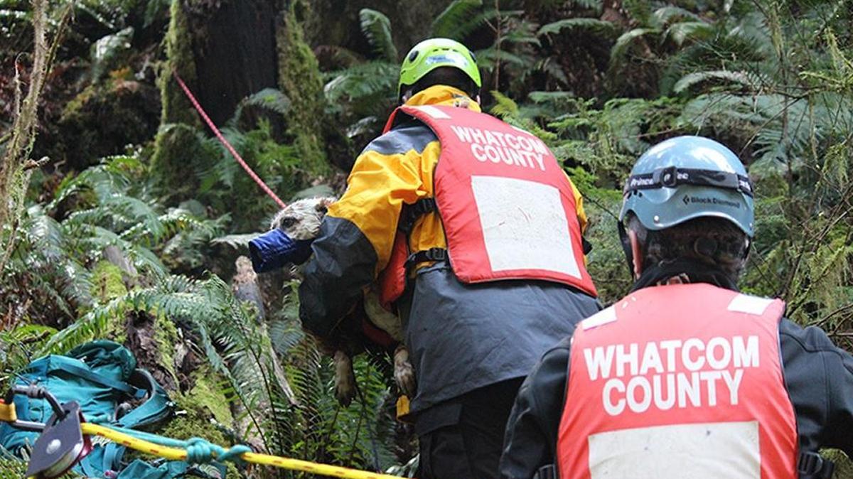 Volunteers rescue a stranded dog along the Nooksack River on Saturday afternoon, Feb. 27, 2016.