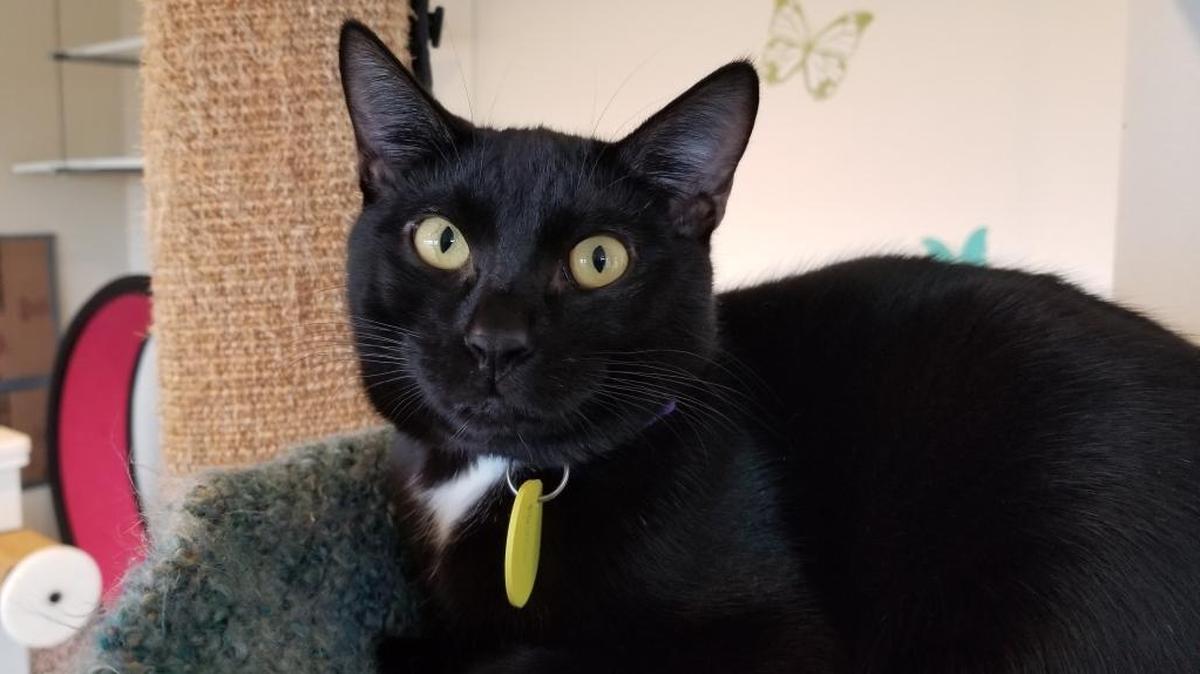 12 Strays of Christmas: Raven could become a wonderful companion