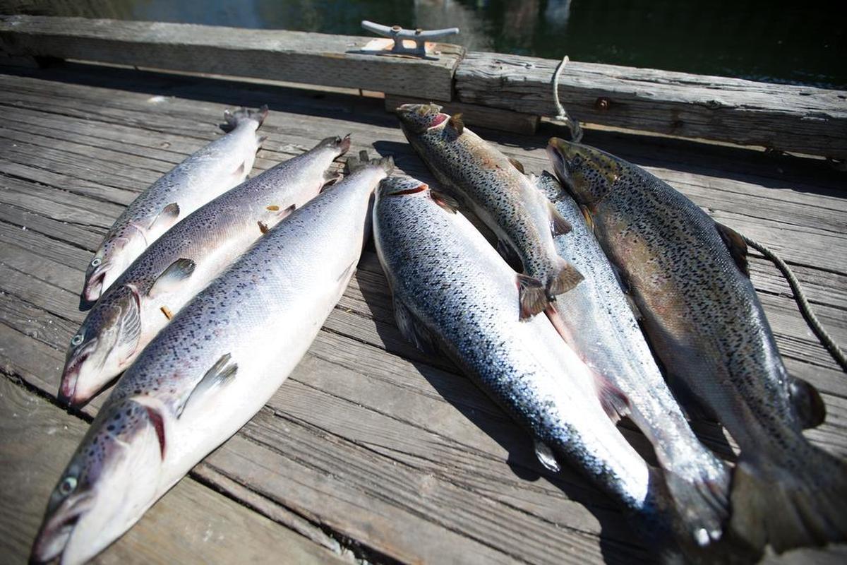 Luke Kinley of Whatcom County caught these Atlantic salmon while fishing near the Samish River Tuesday, Aug. 22. A fish farm off Cypress Island collapsed Aug. 19, releasing thousands of the non-native fish into the Salish Sea.