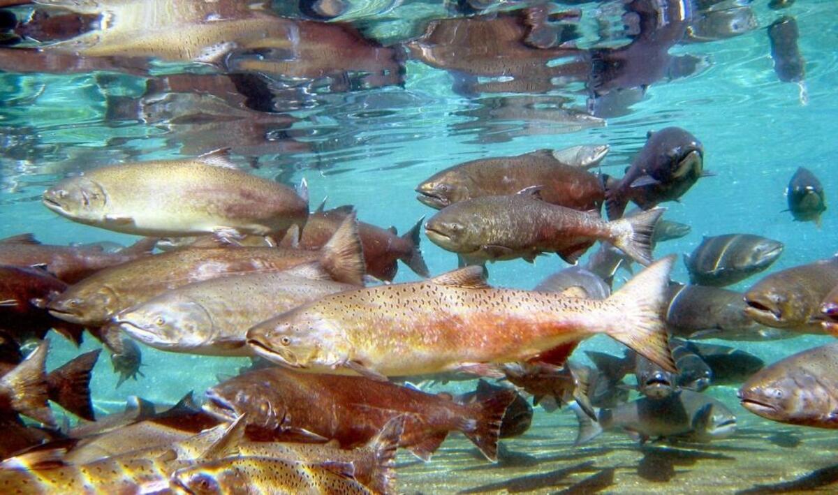 A federal agency is cutting payments to dozens of Whatcom County farmers and rural landowners who it says were wrongly being paid to protect critically endangered salmon species.