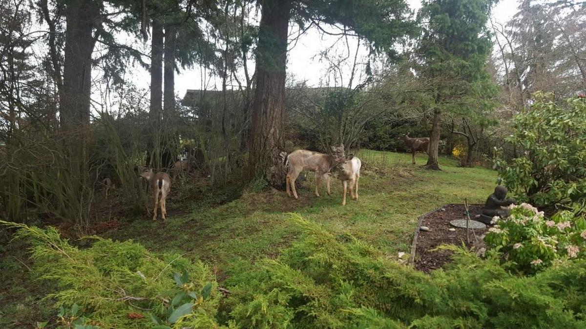 Ginger Decker and other residents of South Hill support the Bellingham City Council’s decision to ban intentional feeding of wild deer and raccoons, saying up to 20 deer stay in her neighborhood because a neighbor is feeding them. This March 30, 2017, photo shows some of the deer in her backyard.