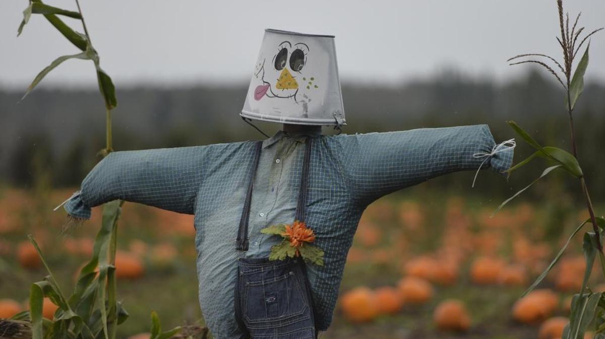 
A scarecrow guards (well, kind of) Stoney Ridge Farm south of Everson in 2014. 
