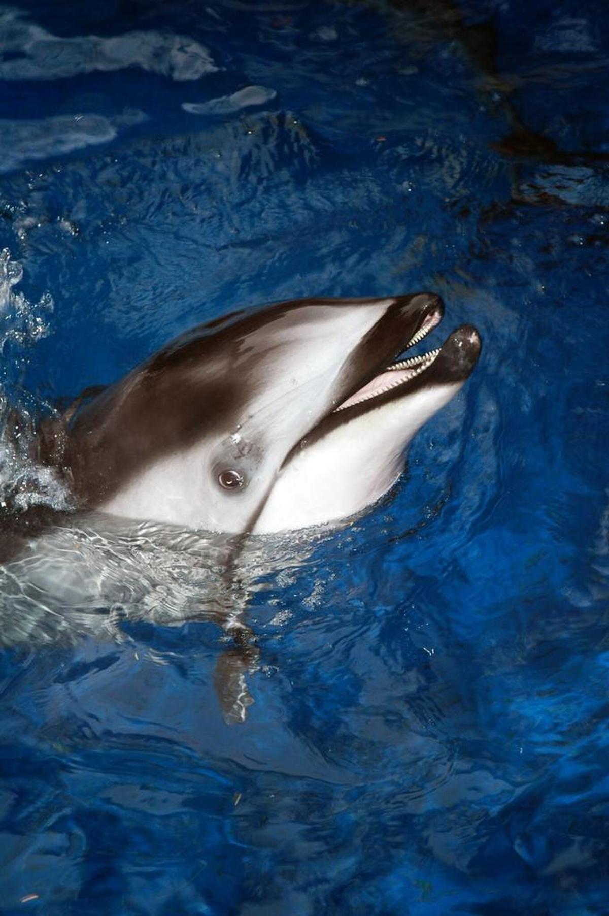 The fate of Helen, a Pacific white-sided dolphin that has only partial flippers after being rescued from a fishing net in 2005, is uncertain after the Vancouver Aquarium said Thursday, Jan. 18 it is giving up its fight to keep whales and dolphins in captivity.