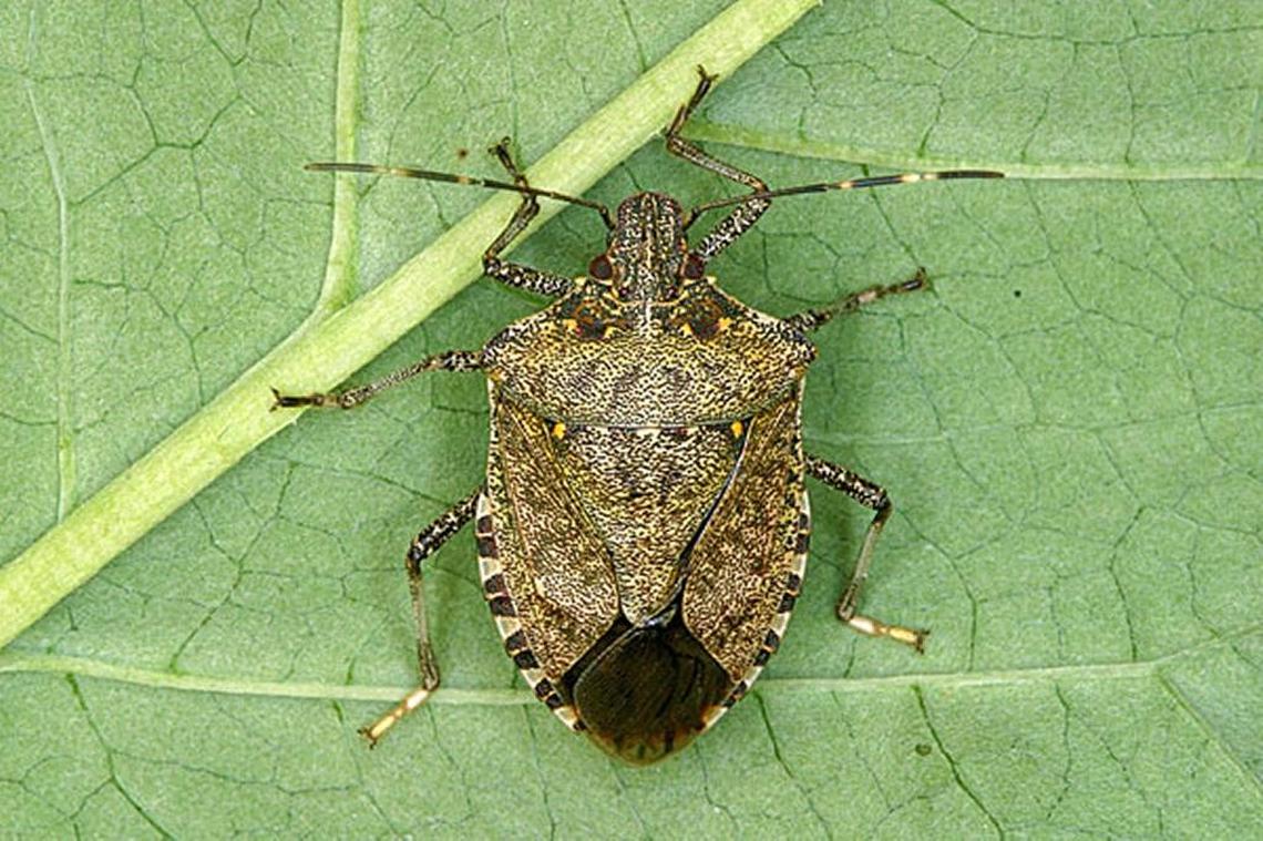 The brown marmorated stink bug has a shield-shaped body that is characteristic of all stink bugs.