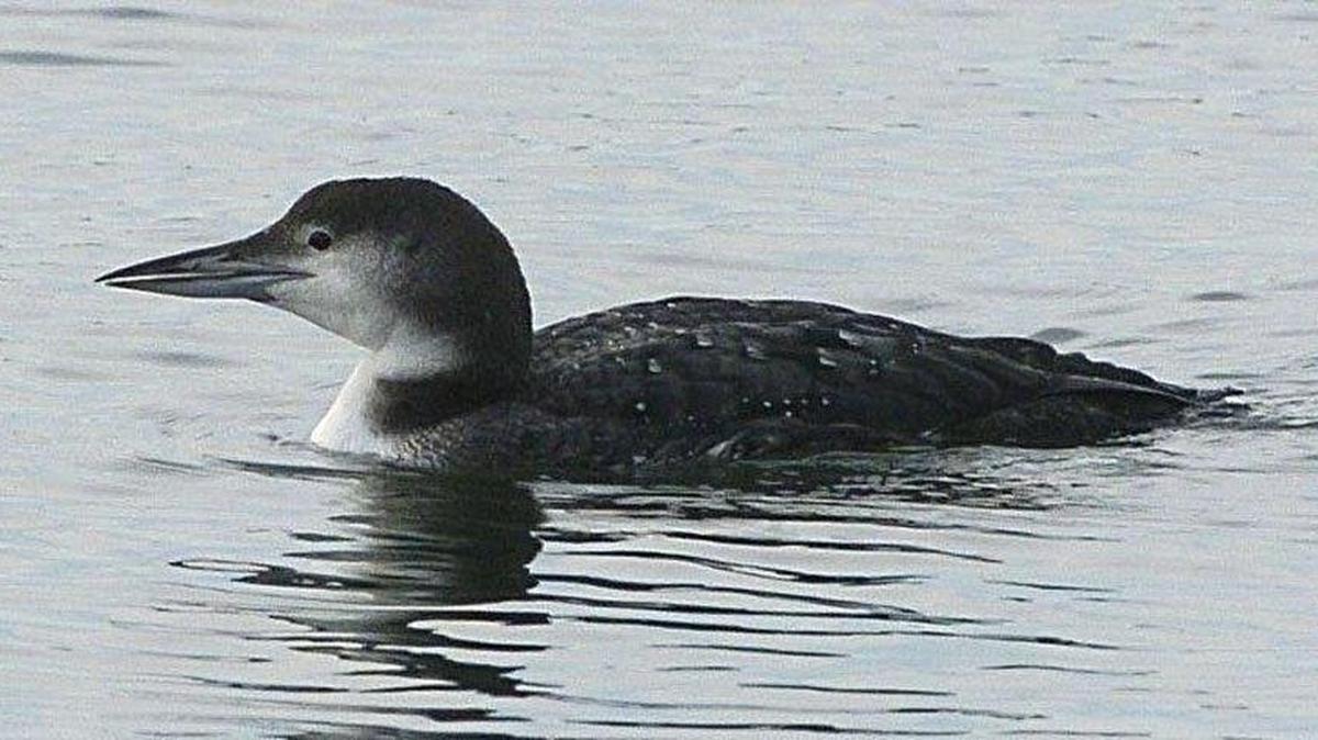 The common loon is among the birds being counted in surveys of the Cherry Point Aquatic Reserve.