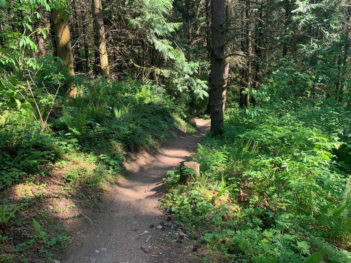 A trail in the Galbraith Mountain complex.
