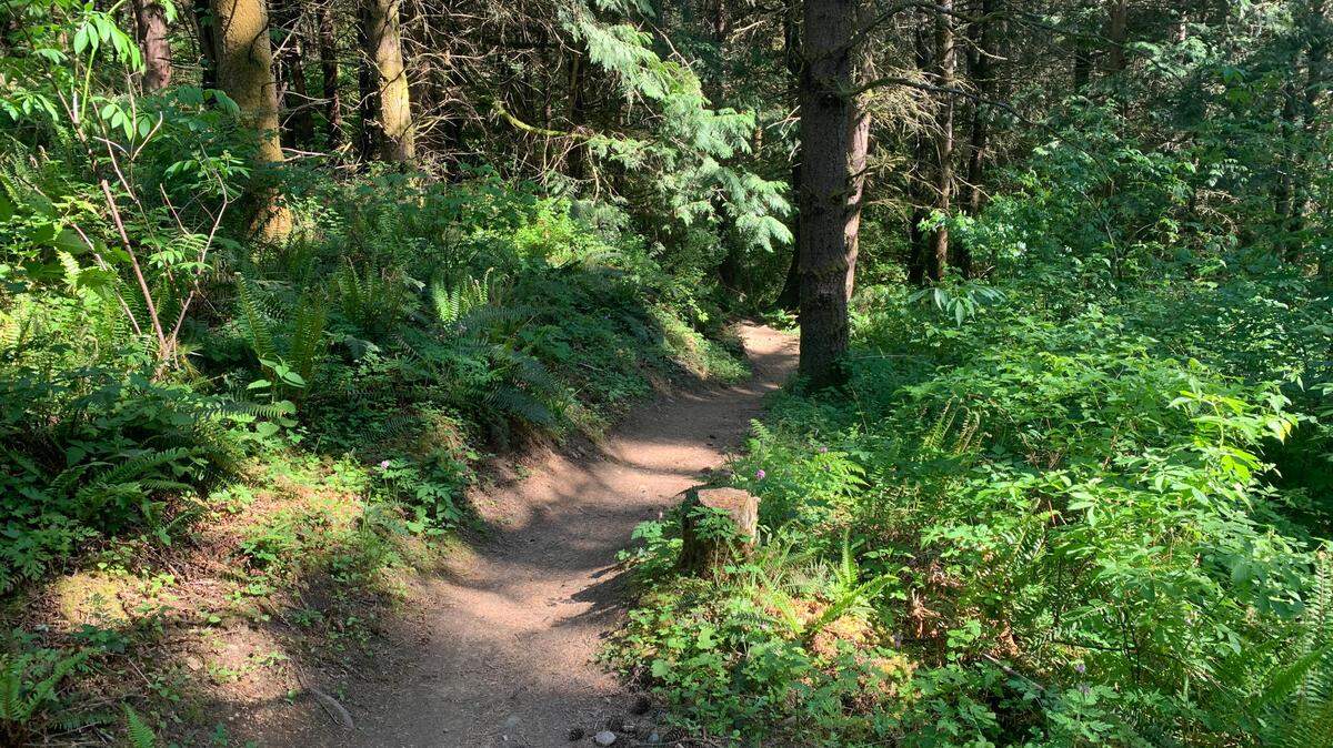 The “Dog Patch” trail at Galbraith Mountain.
