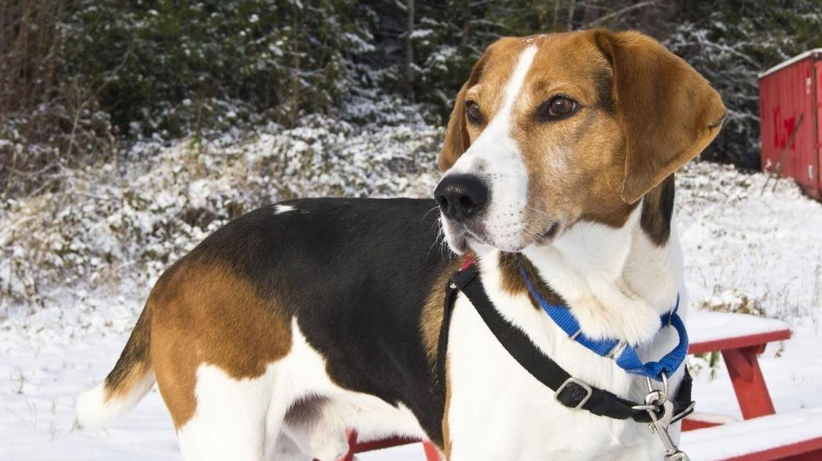 12 Strays of Christmas: Sawyer needs a family able to deal with his epilepsy