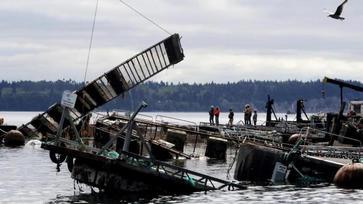 Work crews engaged in a salvage operation pull up Pen No. 2 at Cooke Aquaculture’s Atlantic salmon fish farm off Cypress Island, which collapsed in August.