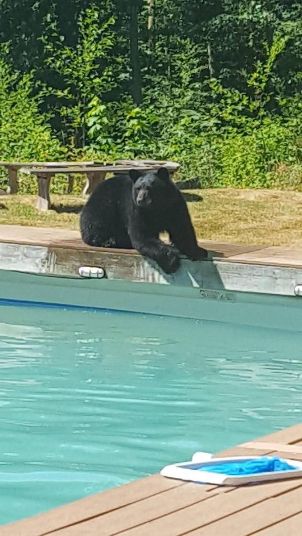 A bear, believed to be the same adolescent bruin that has been nicknamed Barkley Bear or Walter and is known for raiding bird feeders across northeast Bellingham neighborhoods for the better part of the past two months, checks out a pool at Christine Palmerton’s Bellingham home on Wednesday.