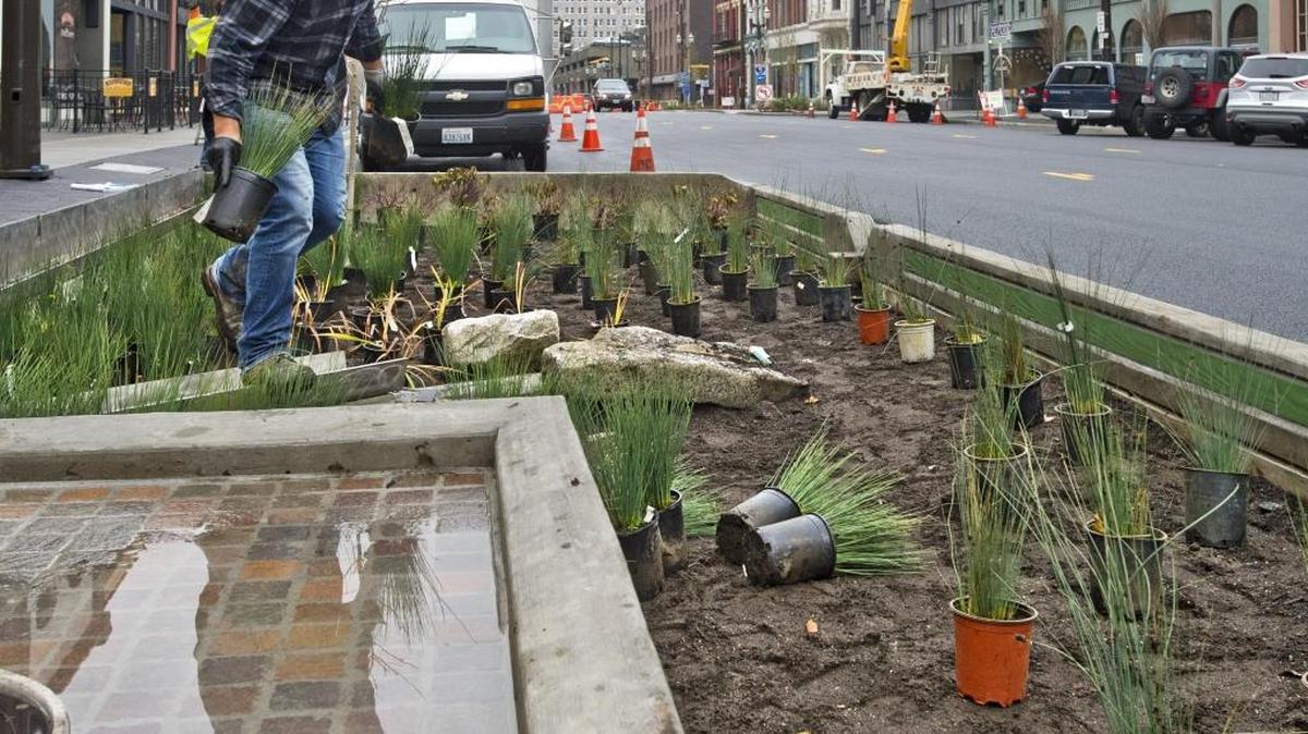 Andrew Falaniko drops some potted plant starts into one of many rain gardens being constructed to handle rainwater from Pacific Avenue in downtown Tacoma in November 2013. A tour of Bellingham rain gardens is set for Saturday, Jan. 16, 2016.