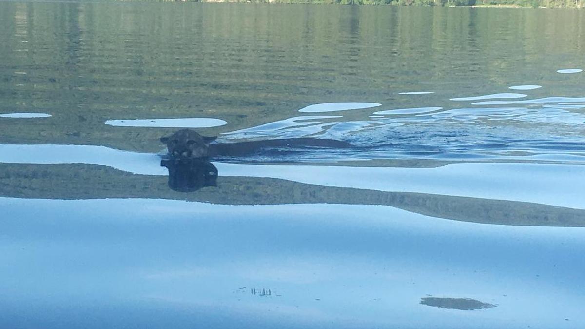 Jordan Kirbyson, a water skier who lives on Lake Whatcom, took this photo of a cougar swimming in Lake Whatcom on June 5, 2016. He was in a boat about 15 feet from the animal.