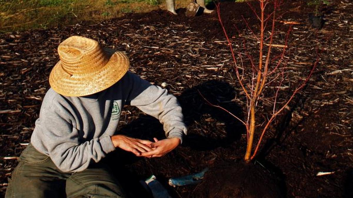 
Rae Edwards, left, Bill Hanes and Chris Sutton plant trees at Squalicum Creek Park in Bellingham in 2008. Mayor Kelli Linville will lead another tree-planting party there Saturday, Oct. 17, to celebrate Arbor Day.
