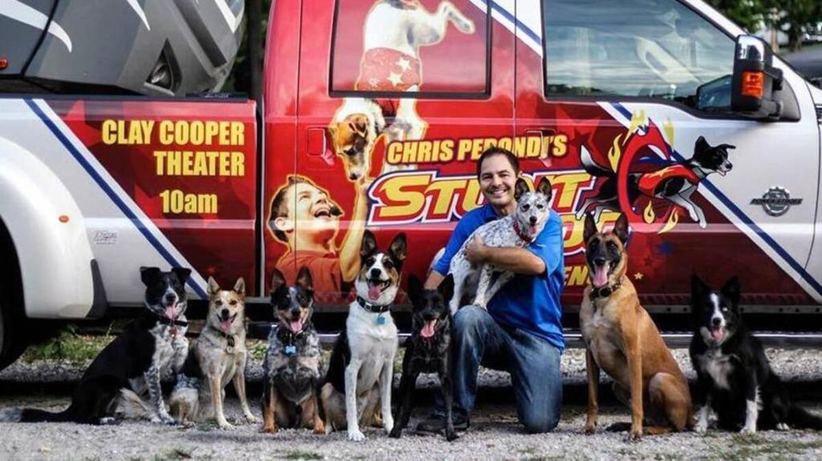 With amazing tricks, air stunts, comedy antics and athletic feats, the “Stunt Dog Experience” cast of performers and pound puppies deliver high-energy excitement at 2 and 7 p.m. Saturday, Nov. 21 at Mount Baker Theatre, 104 N. Commercial St. They’ve been featured on “David Letterman,” “The Ellen Degeneres Show,” “Queen Latifah” and “The Tonight Show with Jay Leno.” Tickets are $7.50, $10, $12.50 and $15. Reserve at 360-734-6080, mountbakertheatre.com.