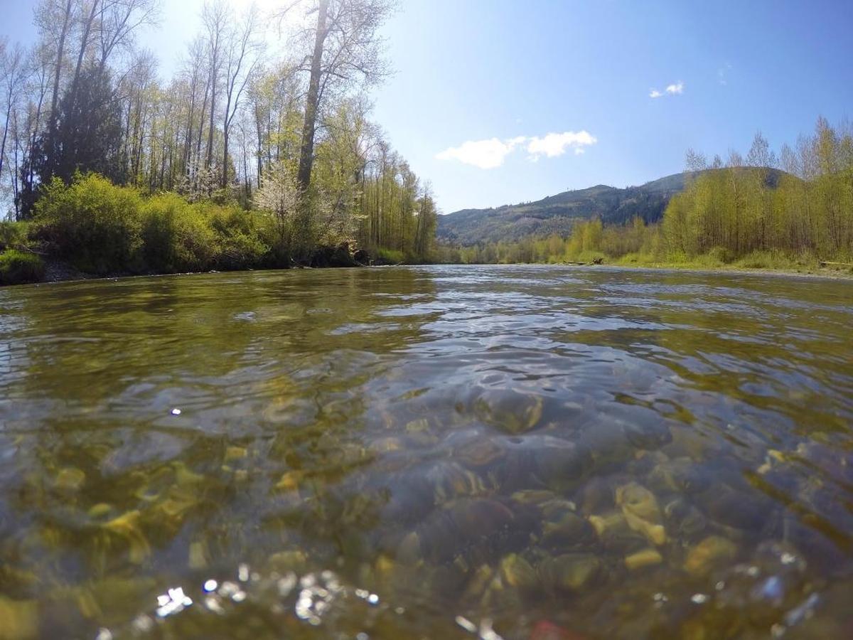 The south fork of the Nooksack River near Acme Friday, April 17, 2015. The Washington state Supreme Court ruled that Whatcom County must make sure there is enough available water in salmon-bearing streams such as the Nooksack, near Acme before issuing permits for new developments in rural areas.