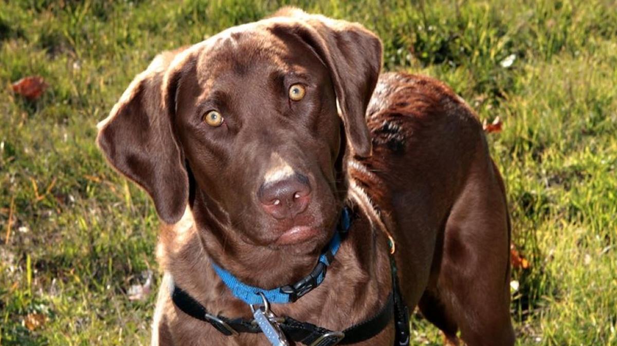 12 Strays of Christmas: Blue the Lab is ready to join you in your outdoor adventures