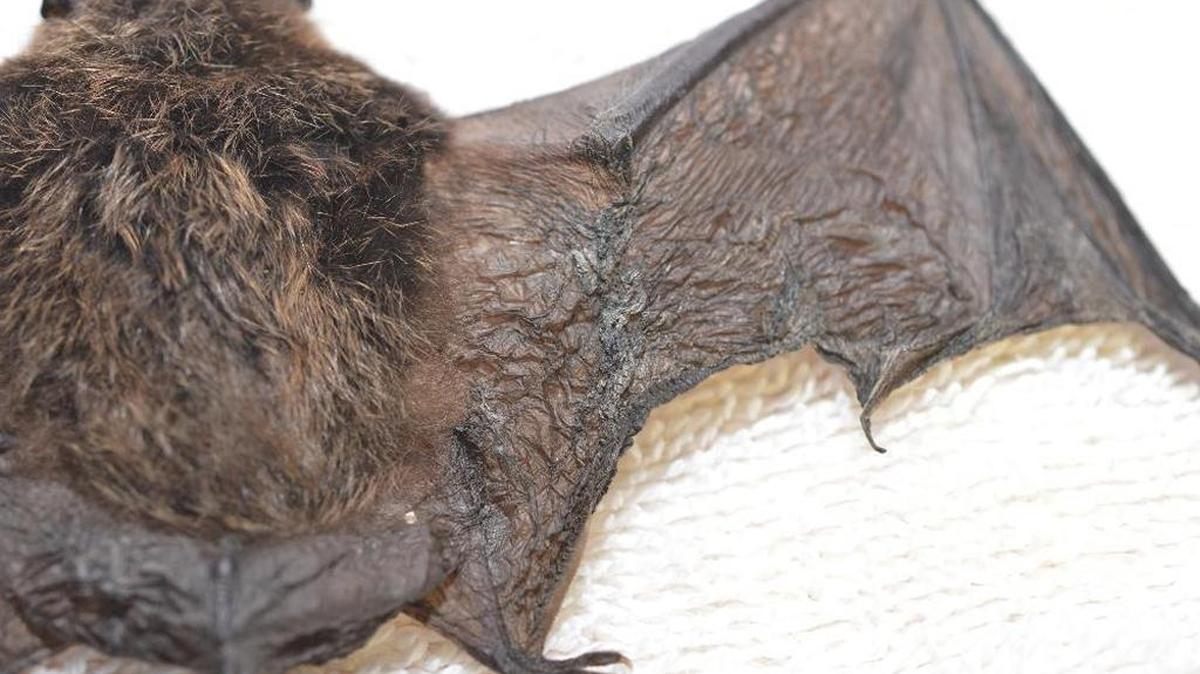 The damaged wing of a little brown bat sickened by a fungus that causes white-nose syndrome, which has killed more than six million bats in North America. This bat was found weakened on a trail March 11, 2016, near North Bend and died later.