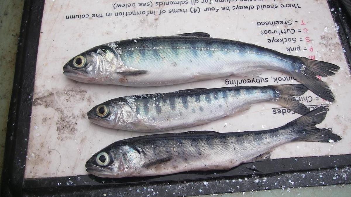 These three juvenile coho were caught at sea in June 2015. The top fish is normal-sized, the lower two are malnourished. Scientists say abnormally warm coastal waters, which reduce food supplies, are the most likely suspect in the poor showing of returning coho.