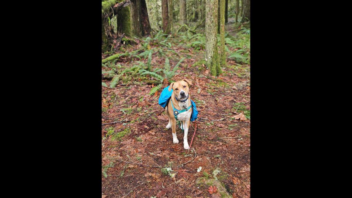 Sarge, from Ferndale, loves to hike, one of his humans said.