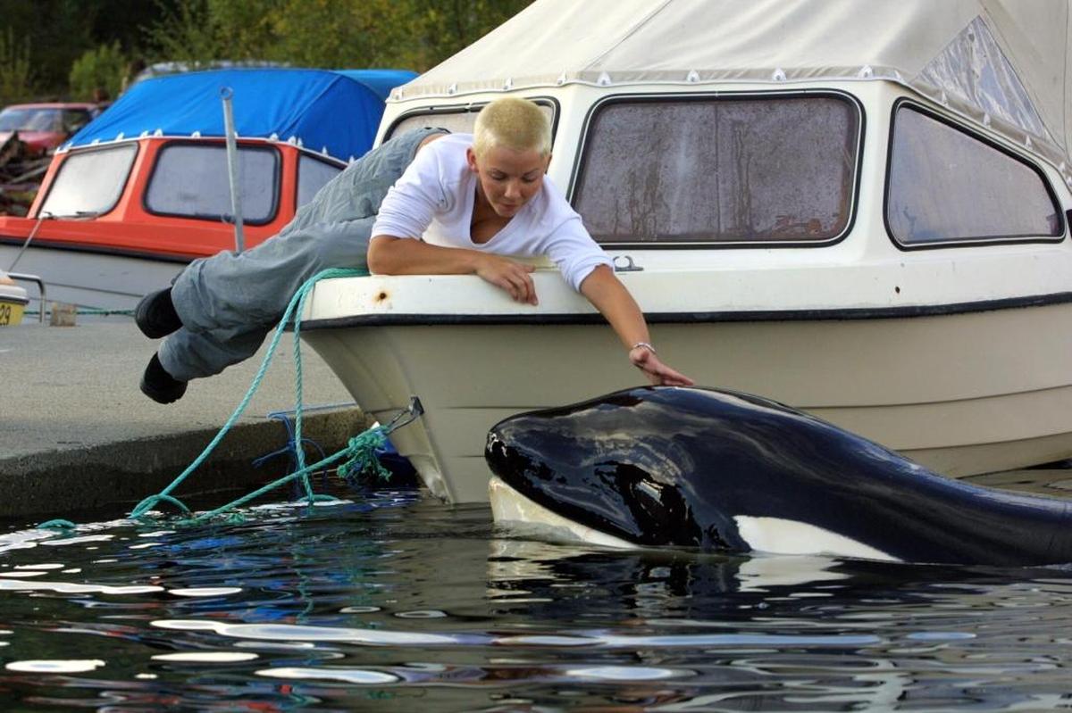 Keiko, the killer whale who became famous as the star of the “Free Willy” films, is patted by Janne Husby of Norway in the Skaalvik Fjord, in Halsa, approximately 250 miles northwest of the Norwegian capital of Oslo in September 2002. Keiko died from pneumonia about a year after his full release into the wild.