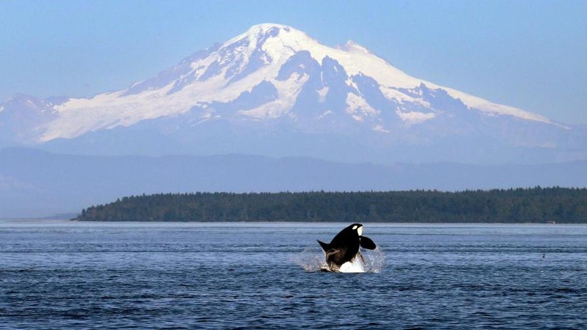 In this photo taken July 31, 2015, an orca whale breaches in view of Mount Baker, some 60 miles distant, in the Salish Sea in the San Juan Islands.