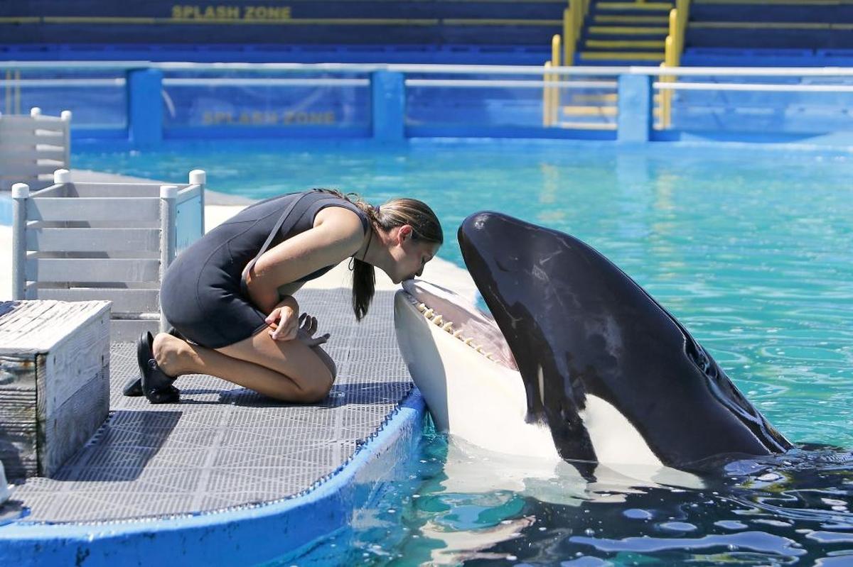 Miami Seaquarium manager of animal training Marni Wood kisses Lolita the killer whale at the Miami Seaquairum on Wednesday, August 30, 2017, in Key Biscayne.