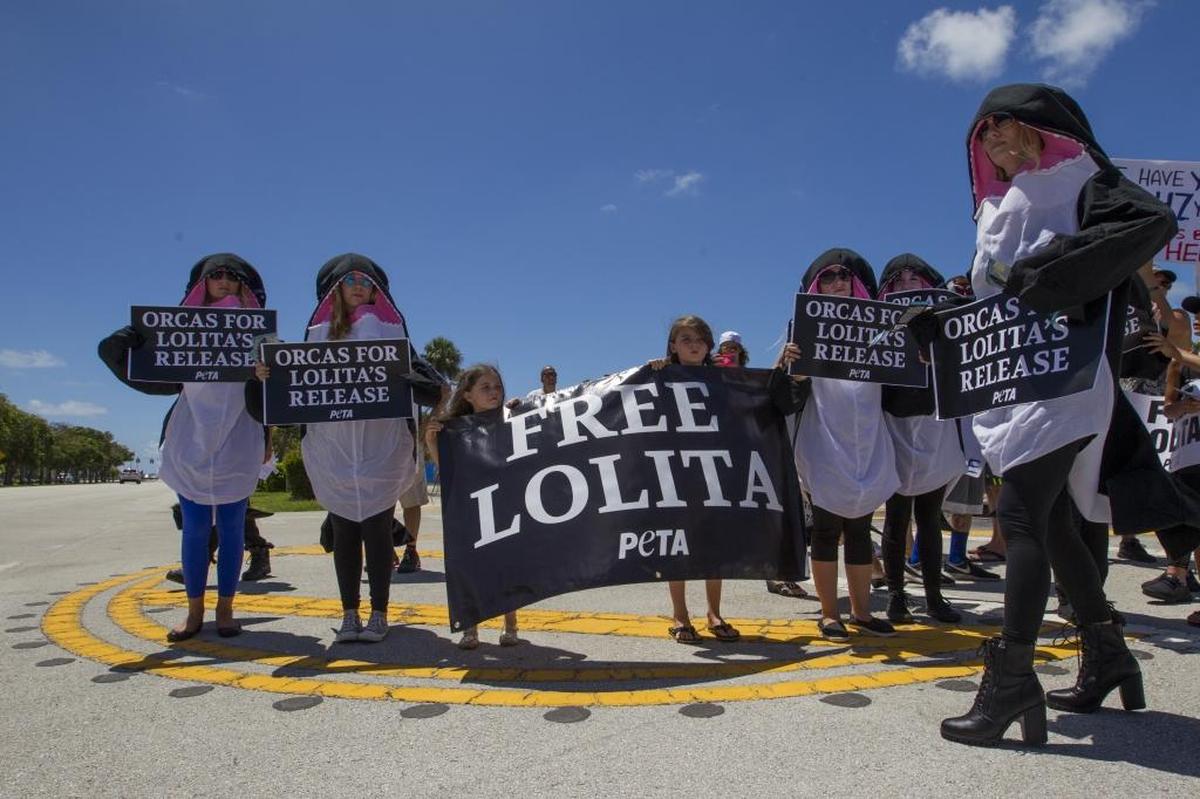 Protestors dressed in whale costumes protest outside of the Miami Seaquarium on Tuesday, Aug. 8 2017, in Key Biscayne to remember the anniversary of Lolita the Killer Whale's capture from the Puget Sound 47 years ago.
