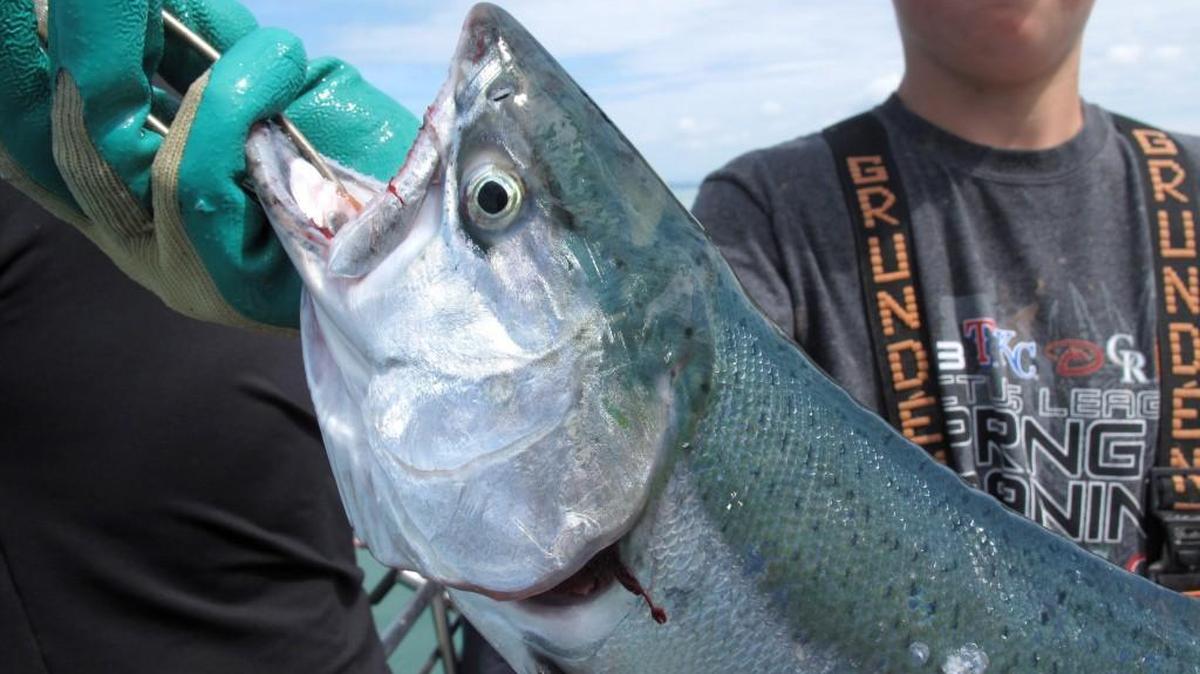 Low returns of coho salmon to the Columbia River will curtail ocean fishing this season. A federal panel released three season options, including a shut down of recreational and commercial fishing.