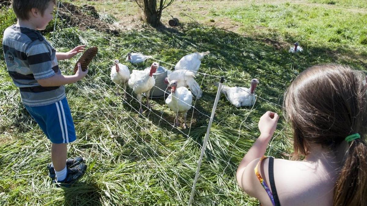 
Lynmarie Kitchen, right, and Hunter Avery, left, look at turkeys during the Whatcom County Farm Tour at Inspiration Farm on Saturday, Sept. 13, 2014 in Laurel, Wash.

