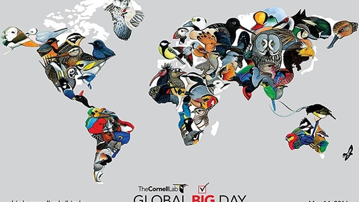 Observers around the world saw more than 6,000 species of birds on Global Big Day in 2015.