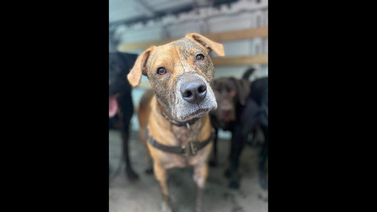 Sarge is a joyful, loving and goofy boy despite being rescued from abuse.