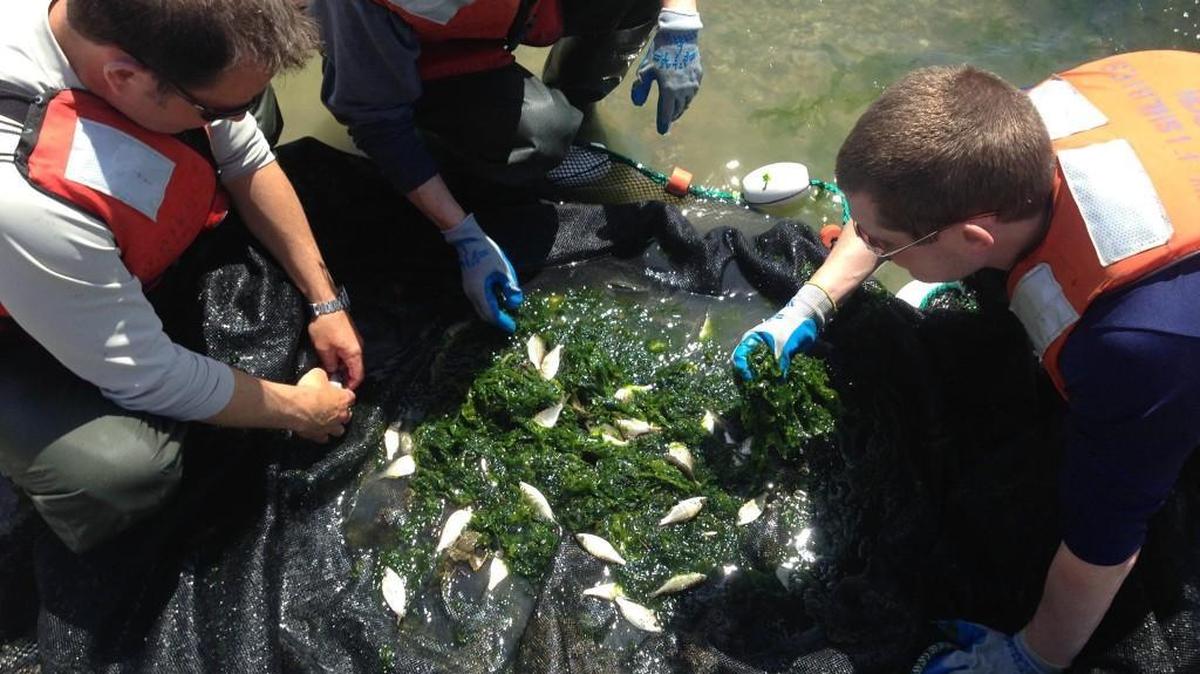 From left, Michael Caputo, Richard Ramsden and Stuart Munsch collect fish in a beach seine in Commencement Bay in Tacoma.