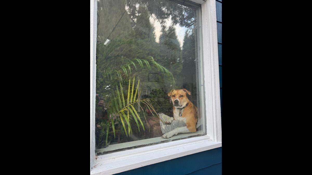 Sarge enjoys sitting by the window at home in Ferndale.