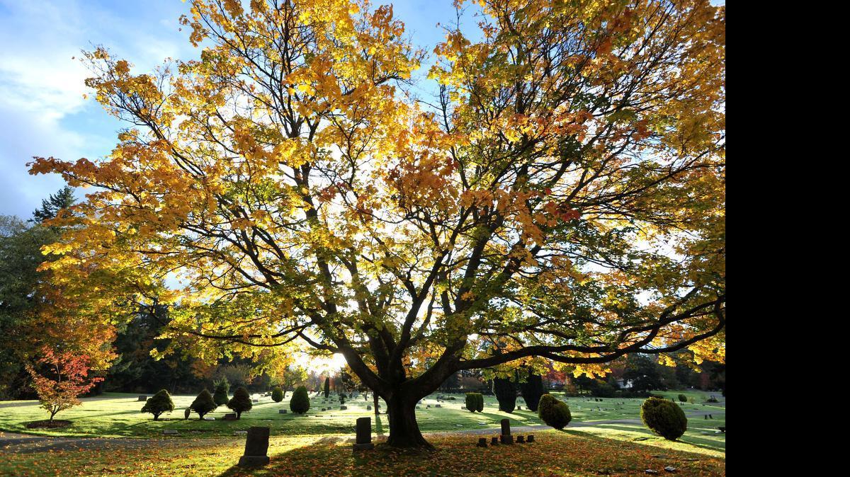 
Bayview Cemetery is noteworthy for its many species of trees, some of which are extra beautiful in the autumn.

