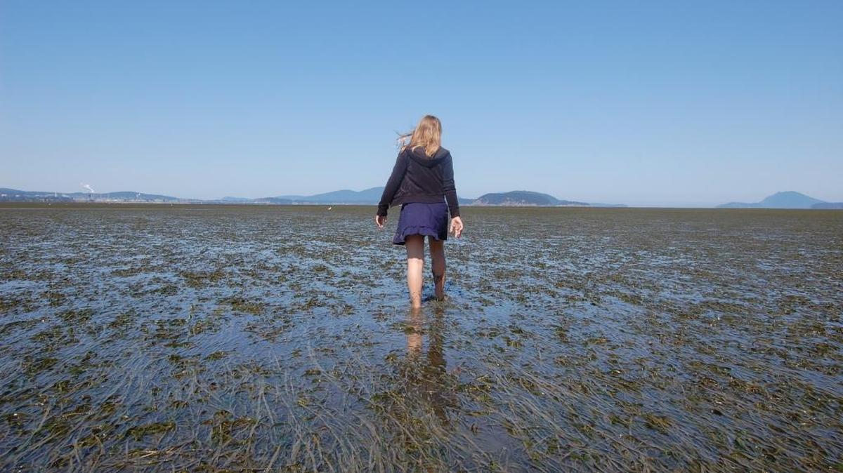 Whatcom’s eelgrass hit hard by climate and development. How to help ‘ocean’s nursery’