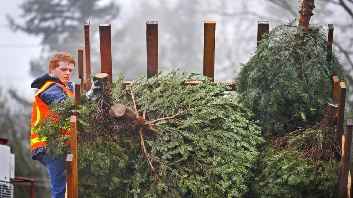 Boy Scouts plan to pick up Christmas trees on the curb in Bellingham, Ferndale, Blaine and Lynden on Jan. 9, 2016.