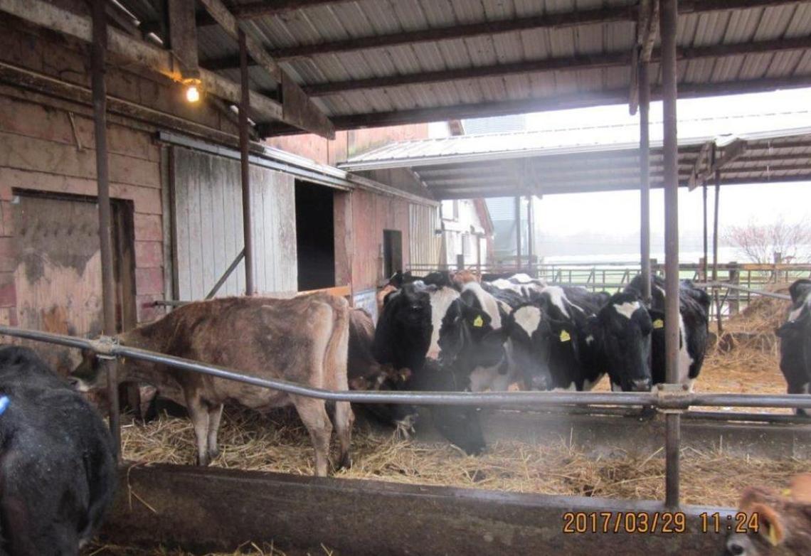 Cows on Seth Snook’s farm on March 29, 2017, near Ferndale.