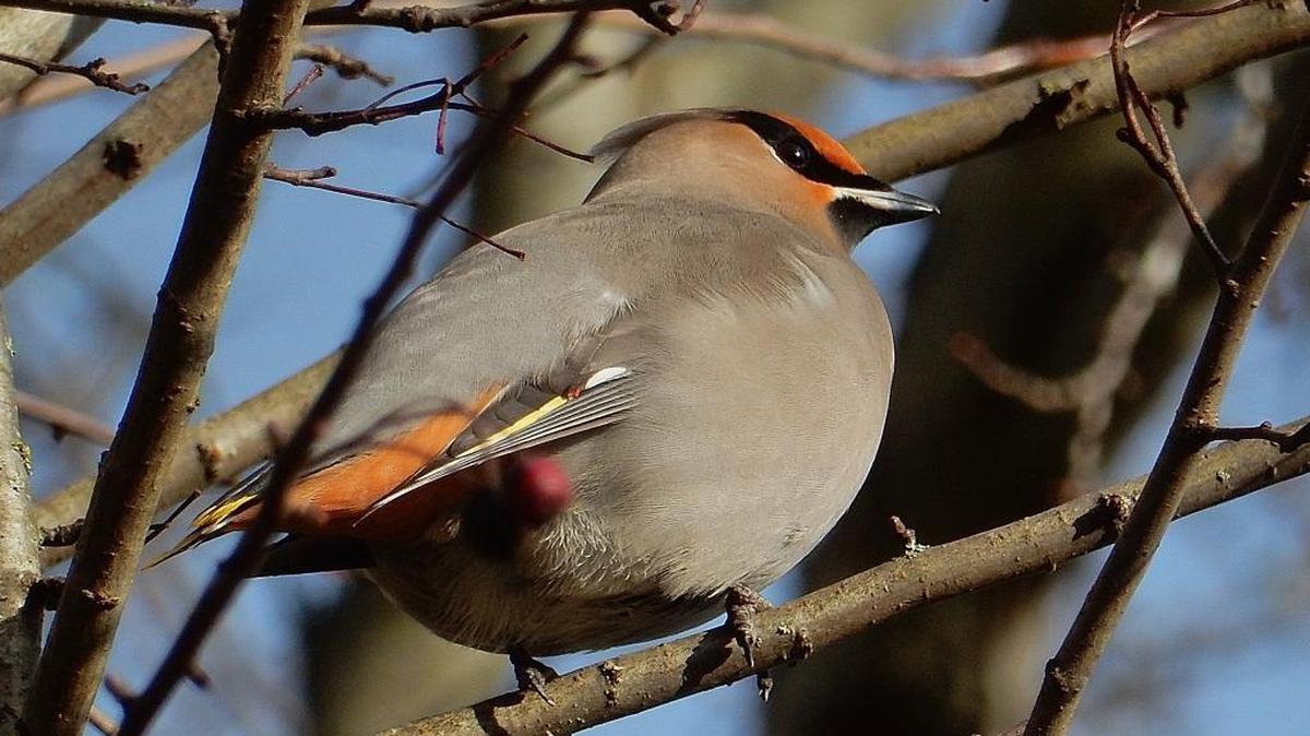 A Bohemian waxwing forages in Little Squalicum Park on Jan. 9, 2017.