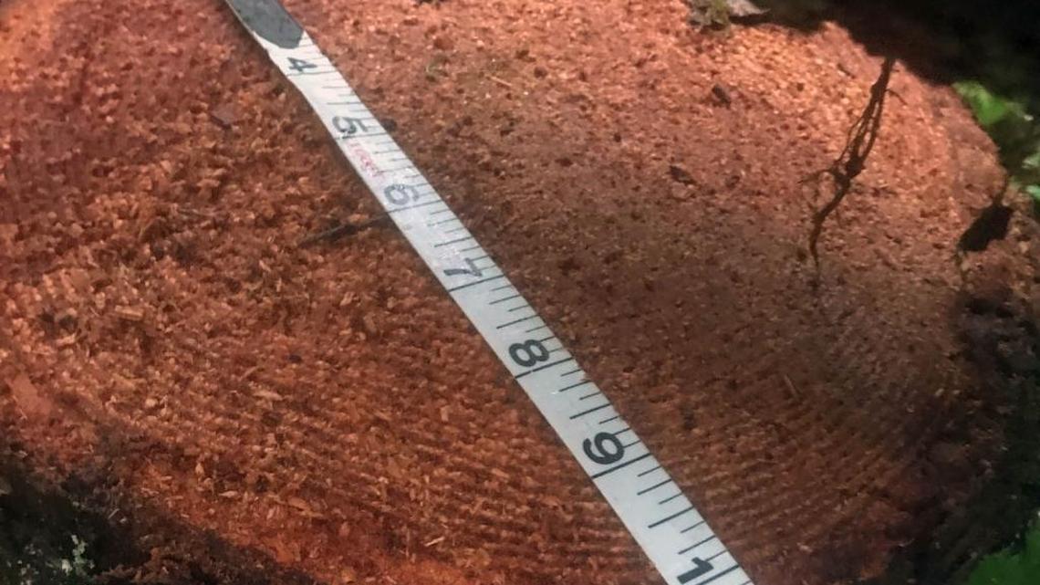 Dozens of trees have been illegally cut down since at least December at Sauk Park south of Rockport and along the Cascade Trail east of Hamilton, according to Skagit County park ranger Shelby O’Malley.