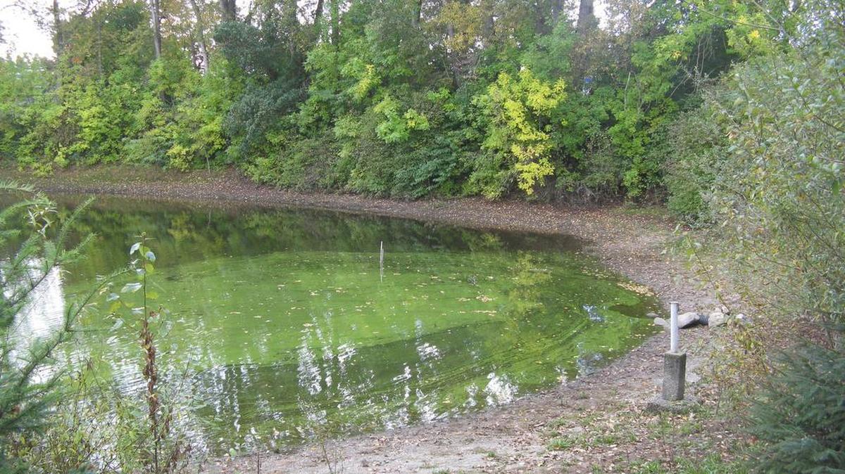 
A previous blue-green algae bloom at Hicklin Lake, also known as Hicks Lake, in White Center.
