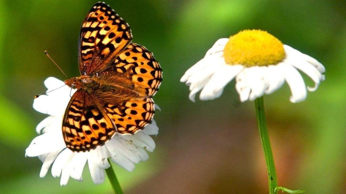 A Hydaspe Fritillary flies from daisy to daisy in the North Cascades. Butterfly populations in the North Cascades are being monitored because they are indicators of climate change.
