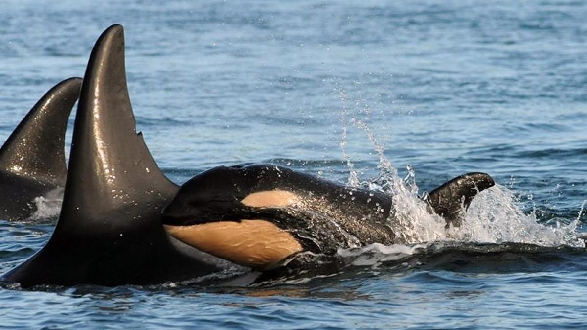 Southern Resident orcas, including a calf, in December 2015. Two conservancy groups have asked the Obama administration to create a “whale-protection zone” along the western coast of San Juan Island, which would restrict boat traffic in that area.
