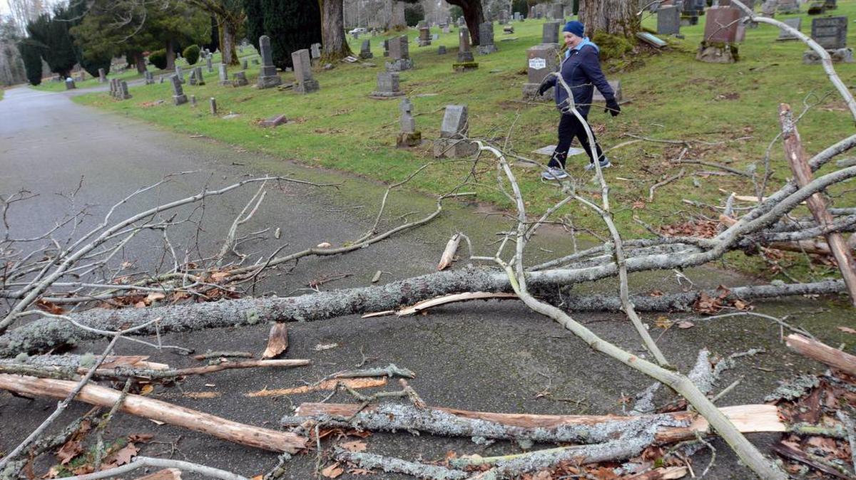 Diana Schmidt takes a detour around some fallen branches during her daily walk at Bayview Cemetery in Bellingham on Monday morning, Dec. 7, 2015.